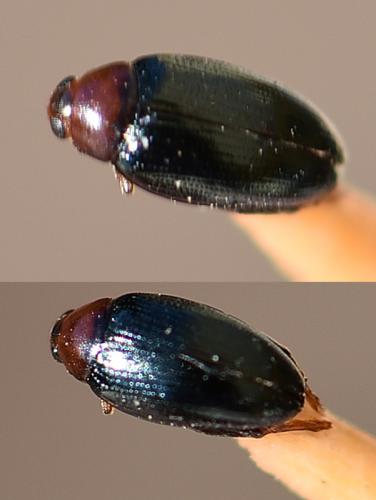 Réf. 218 947 : Psylliodes chrysocephala